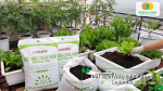 Đất sạch hữu cơ đa dụng Lavamix được sử dụng để trồng rau xanh trong thùng và chậu tại nhà.