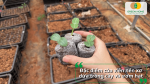 Đặc điểm của viên nén xơ dừa dùng để ươm hạt và trồng cây con.