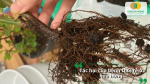 Tác hại của bệnh thối rễ ở hoa hồng khiến bộ rễ suy yếu, cây kém phát triển và có thể chết nếu bệnh nghiêm trọng.