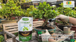Bón Humic cho mai vàng khi đất trồng bị chai cứng giúp cải thiện đất, tăng độ tơi xốp và hỗ trợ rễ phát triển.