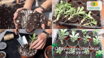 Các bước trồng cây hoa sứ bằng giá thể vào chậu.