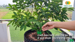 Cách bón NPK cho cây ăn quả ở giai đoạn cây trưởng thành bằng cách rải phân quanh gốc để bổ sung dinh dưỡng.