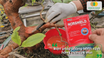 Sử dụng thuốc trị nấm hồng cây mai để phòng bệnh trên thân cành.