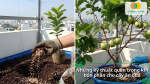 Kỹ thuật bón phân cho cây ăn quả trồng chậu giúp cây hấp thu dinh dưỡng hiệu quả.