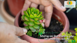 Những sai lầm thường gặp khi chăm sóc sen đá khiến cây dễ bị úng và thối rễ.