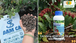 Các dạng phân đạm cá phổ biến gồm đạm cá dạng viên và đạm cá dạng nước.