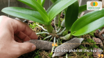 Cách bón phân dê cho hoa lan giúp rễ khỏe và cây phát triển tốt.
