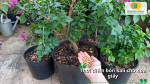 Thời điểm bón kali cho hoa giấy để kích thích ra hoa đồng loạt.