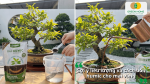Gợi ý liều lượng và cách bón Humic cho mai vàng bằng phương pháp pha Humic với nước để tưới quanh gốc.