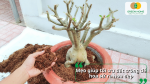 Cây hoa sứ được trồng với giá thể xơ dừa giúp tối ưu điều kiện đất trồng.