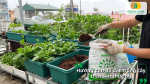 Hướng dẫn sử dụng đất hữu cơ để trồng rau trong các thùng trên sân thượng.