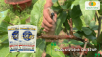 Thuốc trừ bệnh Coc 85WP hỗ trợ trị nấm hồng cây mai.