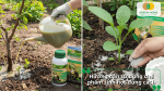 Hướng dẫn sử dụng chế phẩm sinh học cho cây trồng bằng cách tưới và rải quanh gốc.