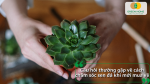Câu hỏi thường gặp về cách chăm sóc sen đá khi mới mua về và sử dụng đất trồng cây.