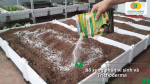Bổ sung phân vi sinh và Trichoderma vào đất giúp cải thiện chất lượng đất và hỗ trợ hệ vi sinh vật