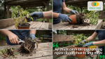 Người làm vườn xử lý cây cà chua bị úng nước bằng cách lấy cây ra khỏi chậu, cắt bỏ rễ hư và thay đất.