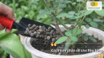 Cách bón phân dê cho hoa hồng giúp cây sinh trưởng và ra nhiều hoa.
