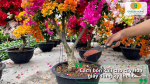 Cách bón kali cho cây hoa giấy đúng kỹ thuật giúp cây hấp thu tốt.