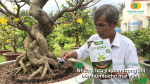 Những lưu ý quan trọng khi bón Humic cho mai vàng giúp sử dụng phân đúng cách và hạn chế ảnh hưởng đến bộ rễ.