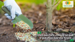 Cách bón NPK cho cây ăn quả ở giai đoạn sau thu hoạch nhằm bổ sung dinh dưỡng và phục hồi cây.