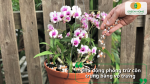 Bón vỏ trứng cho lan hỗ trợ phòng trừ côn trùng và giữ cây khỏe.