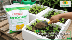 Phân bò ủ hoai giúp cải tạo đất, bổ sung hữu cơ và cung cấp dinh dưỡng cho rau màu phát triển khỏe mạnh.
