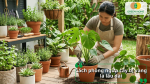 Người làm vườn chăm sóc và thay đất cho cây nhằm phòng ngừa tình trạng vàng lá kéo dài.