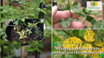 Những lưu ý quan trọng trước khi bón phân gà cho hoa hồng giúp hạn chế dư thừa dinh dưỡng và bảo vệ cây.