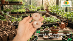Những lưu ý quan trọng khi sử dụng viên nén ươm hạt để đạt tỷ lệ nảy mầm cao.