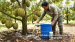Cách bón phân đạm cá cho cây công nghiệp như cà phê, sầu riêng và hồ tiêu.