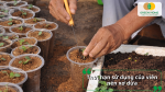 Thời hạn sử dụng của viên nén xơ dừa và những yếu tố ảnh hưởng đến chất lượng giá thể sau khi ngâm nở.
