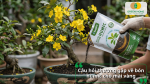 Câu hỏi thường gặp về bón Humic cho mai vàng và cách sử dụng Humic phù hợp trong quá trình chăm sóc cây.