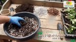 Phối trộn đất và giá thể tơi xốp phù hợp để trồng hoa sứ.