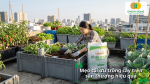 Người làm vườn chăm sóc rau và bổ sung đất vào các thùng trồng trên sân thượng.
