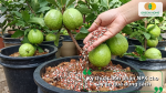 Kỹ thuật bón phân NPK cho cây ăn quả trồng chậu với thao tác rải phân quanh gốc cây đang mang trái.