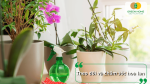 Theo dõi và chăm sóc hoa lan thường xuyên là cách dưỡng hoa lan lâu tàn.