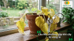 Cây trồng trong chậu bị vàng lá, héo rũ và suy yếu khi không được chăm sóc đúng cách.