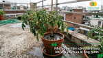 Cây cà chua trồng chậu trên sân thượng bị úng nước với lá rũ xuống và nước đọng xung quanh chậu.