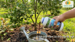 Cách sử dụng đạm cá cho cây ăn trái giúp nuôi trái và tăng năng suất.