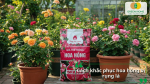 Giá thể trồng hoa hồng hỗ trợ khắc phục tình trạng rụng lá.