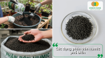 Các dạng phân bón Humic phổ biến gồm Humic dạng bột, dạng hạt và sản phẩm dùng để bổ sung cho đất trồng.