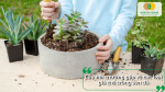 Câu hỏi thường gặp về giá thể trồng sen đá, cách lựa chọn và sử dụng giá thể phù hợp để cây khỏe, hạn chế thối rễ.