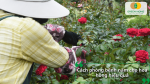 Cách phòng bệnh nấm cho hoa hồng hiệu quả bằng các biện pháp chăm sóc phù hợp