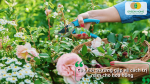Câu hỏi thường gặp về cách trị nấm cho hoa hồng và phương pháp phòng bệnh