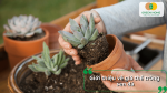 Giá thể trồng sen đá là gì và vai trò của giá thể trong việc tạo môi trường tơi xốp, thông thoáng cho bộ rễ sen đá.