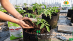Lợi ích của việc bón phân trùn quế cho cà chua, giúp bổ sung dinh dưỡng và cải thiện đất trồng.