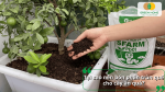 Phân trùn quế SFARM được sử dụng để bổ sung dinh dưỡng cho cây ăn quả trồng chậu.