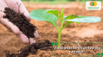 Phân bò là nguồn phân hữu cơ giúp bổ sung dinh dưỡng và cải thiện đất, phù hợp cho quá trình trồng rau sạch.