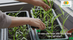 Vì sao cần trộn đất khi trồng rau tại nhà để cải thiện độ tơi xốp và tạo môi trường thuận lợi cho cây.