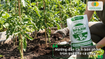 Hướng dẫn cách bón phân trùn quế cho cà chua đúng cách, phù hợp với từng giai đoạn